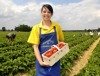 Start der Erdbeer-Selbstpflücke in Klaistow am 1. Juni