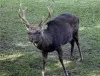 Schalenwild macht sich rarer – Waschbären breiten sich aus