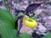 Biosphäre: Frauenschuh als März-Orchidee ausgewählt