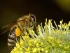 Erster Weltbienentag am 20. Mai: Umwelt-Aktivitäten der EWP