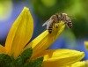 Potsdam bewirbt sich um das Label „StadtGrün naturnah“