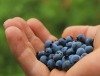 Selbstpflücke beginnt: Heimische Heidelbeeren sind reif