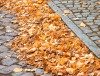 Behinderungen bei der Beseitigung des Herbstlaubes in Potsdam