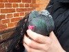 Potsdam: Tierquäler schießt mit Pfeilen auf Tauben – PETA erhöht Belohnung für Hinweise auf 1.600 Euro