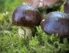 Frischpilz-Ausstellung und Beratung im Naturkundemuseum Potsdam