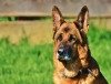 PETA: Brandenburg will Gewalt bei Hundeausbildung legalisieren