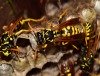 Sommer 2018: Saison für Wespen und Hornissen