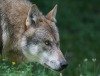 Brandenburg ist Wolfsland - Drittes Wolfsplenum in Potsdam