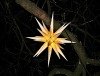 Kostenlose Weihnachtsbaumabholung nach dem Fest
