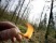 Ministerien regeln Waldbrandschutz neu 