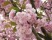 Sakura Campaign stiftet Kirschbäume am Mauerdenkmal