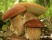 Landeswaldgesetz regelt Pilzsuche im Wald 