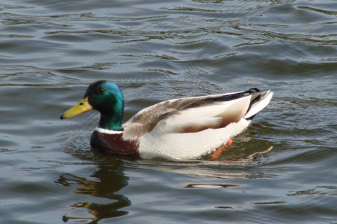 1. Potsdamer Wasserfest