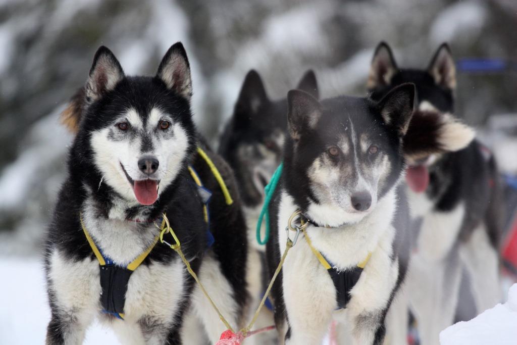 EM 2021: Internationales Schlitten-Hunderennen in Klaistow