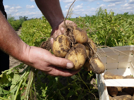Kartoffeln selbst ernten