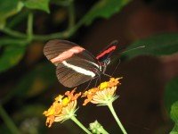3. Geburtstag des Schmetterlingshauses in der Biosphäre