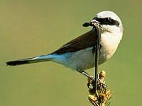 Vogelkundliche Führung durch den Volkspark