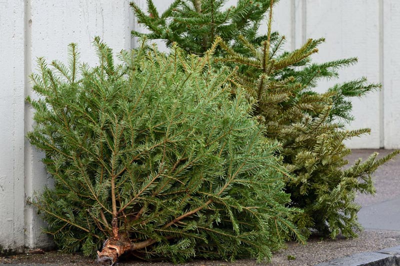 Foto: Im Januar werden die Weihnachtsbäume eingesammelt